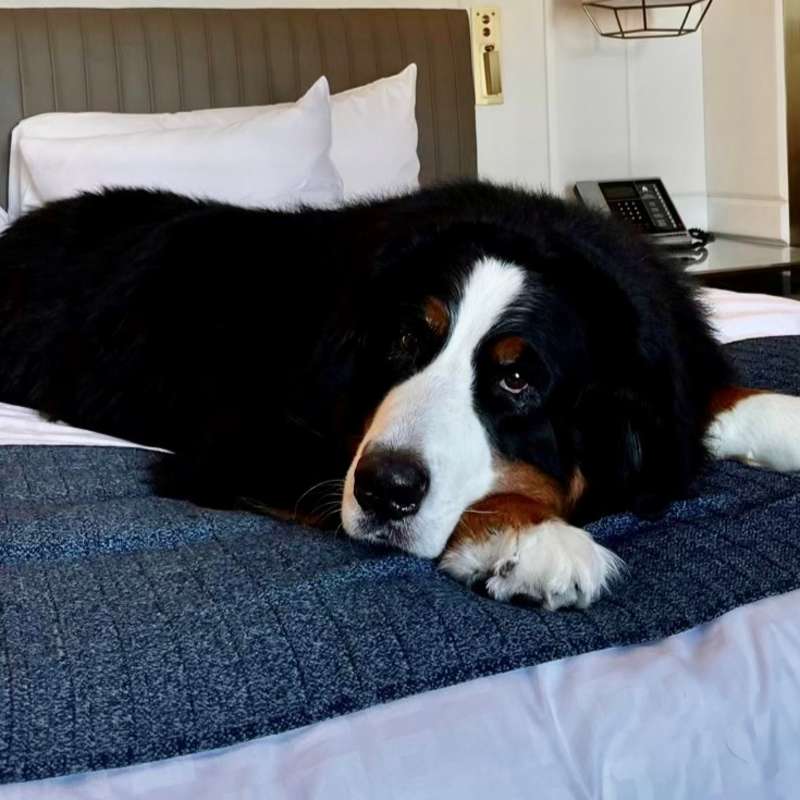 Hunter on Bed at Dog Friendly Hotel