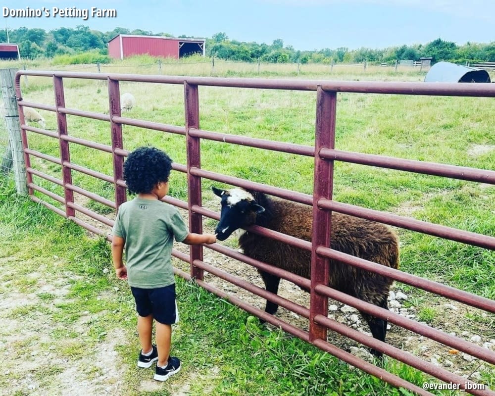 Domino's Petting Zoo