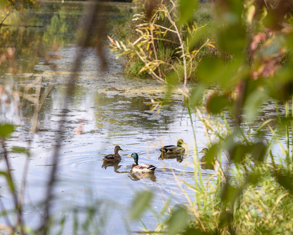 three ducks swimming in a river
