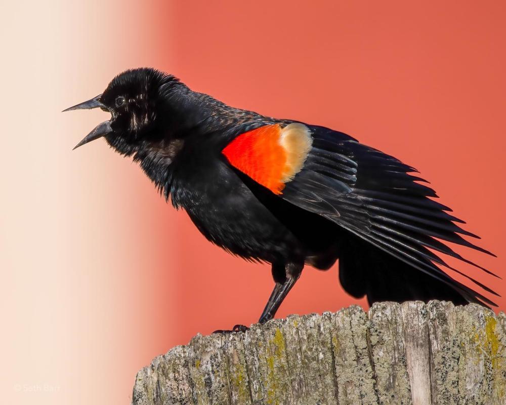 Red-Winged Blackbird at Eagle Marsh Nature Preserve