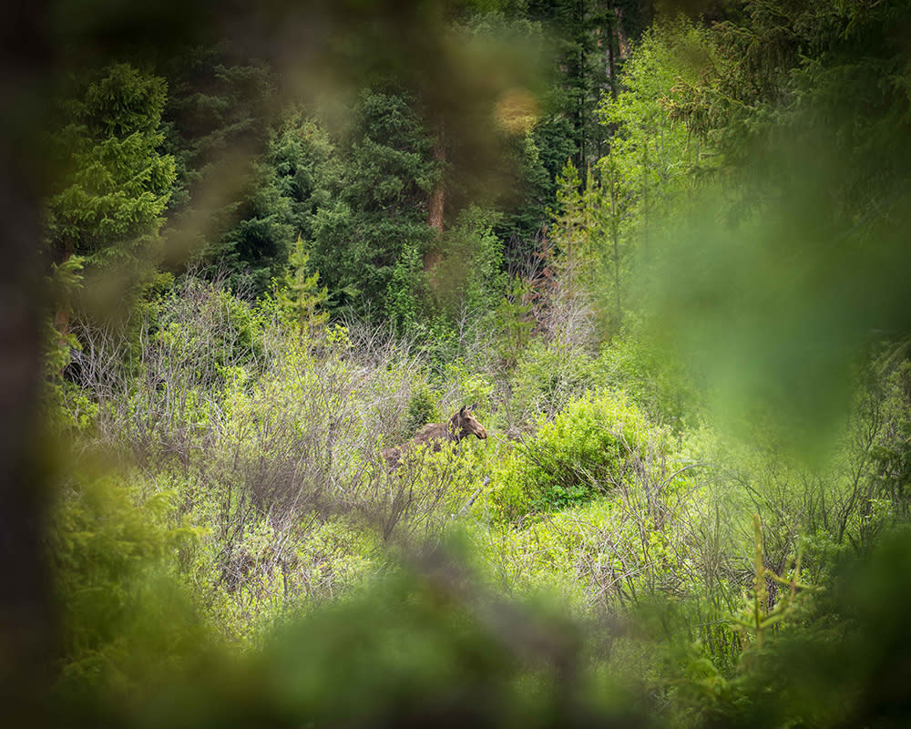 Granby, Colorado Moose Scenic