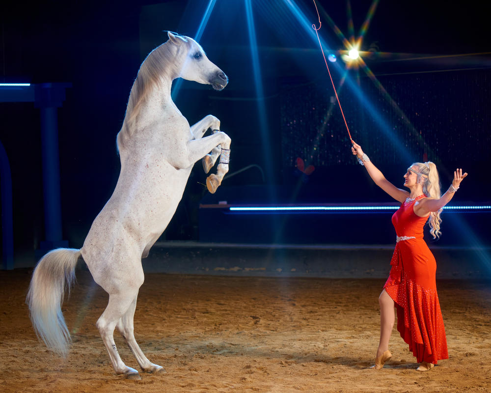 Horse and performer at the Dancing Horses