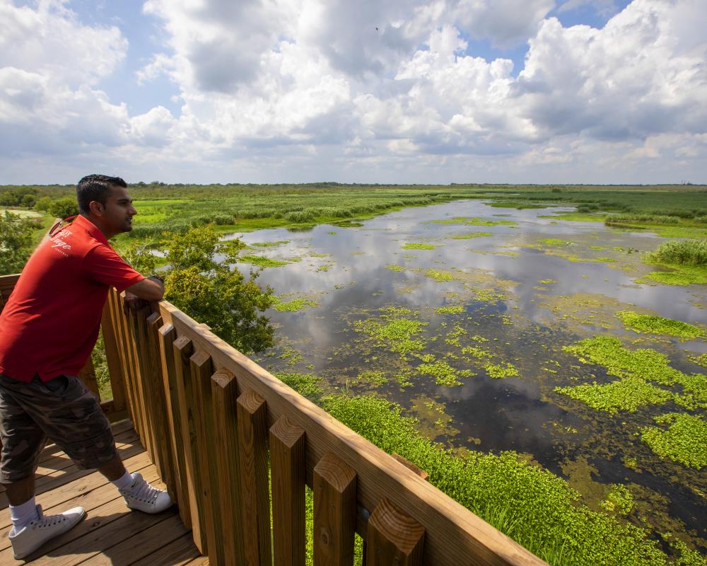 Looking off the overlook at Brazos Bend State Park.