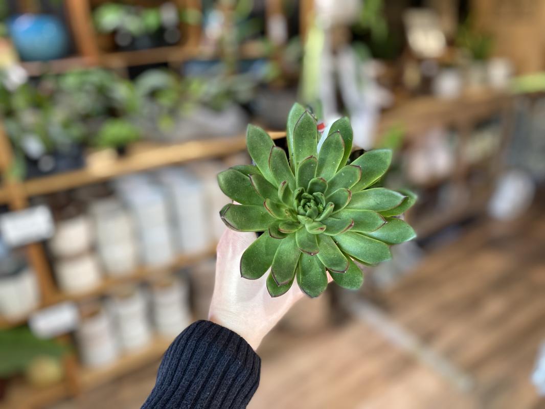 The Potted Plant