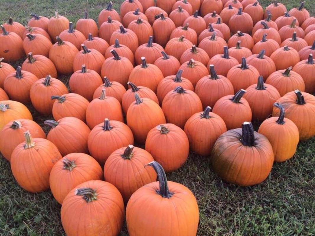 Pumpkins at Thomas Dairy Farm Market