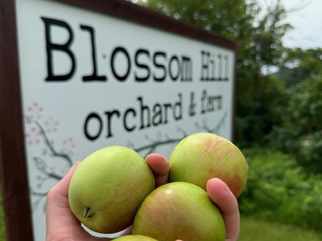 Blossom Hill Orchard