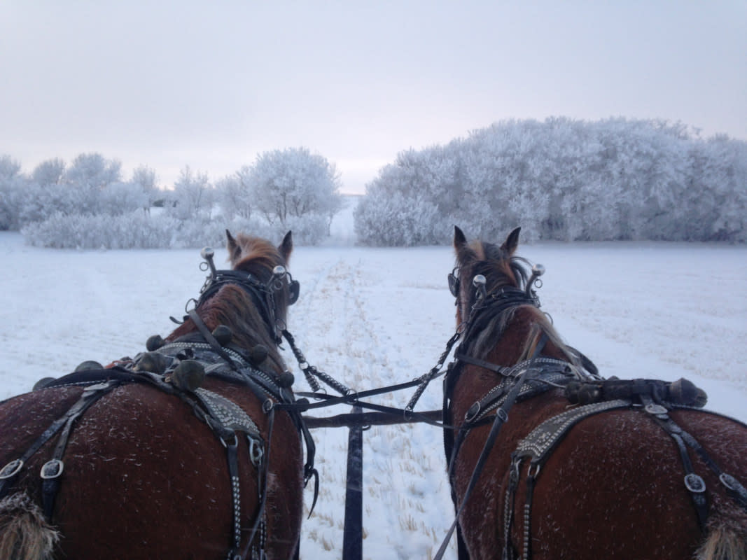 The back of two horses, viewed from a wagon