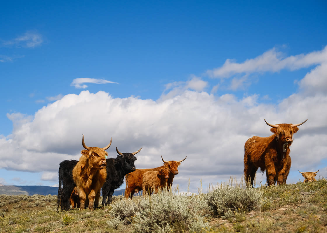 Granby Colorado Sisu Farms - Highland Cattle