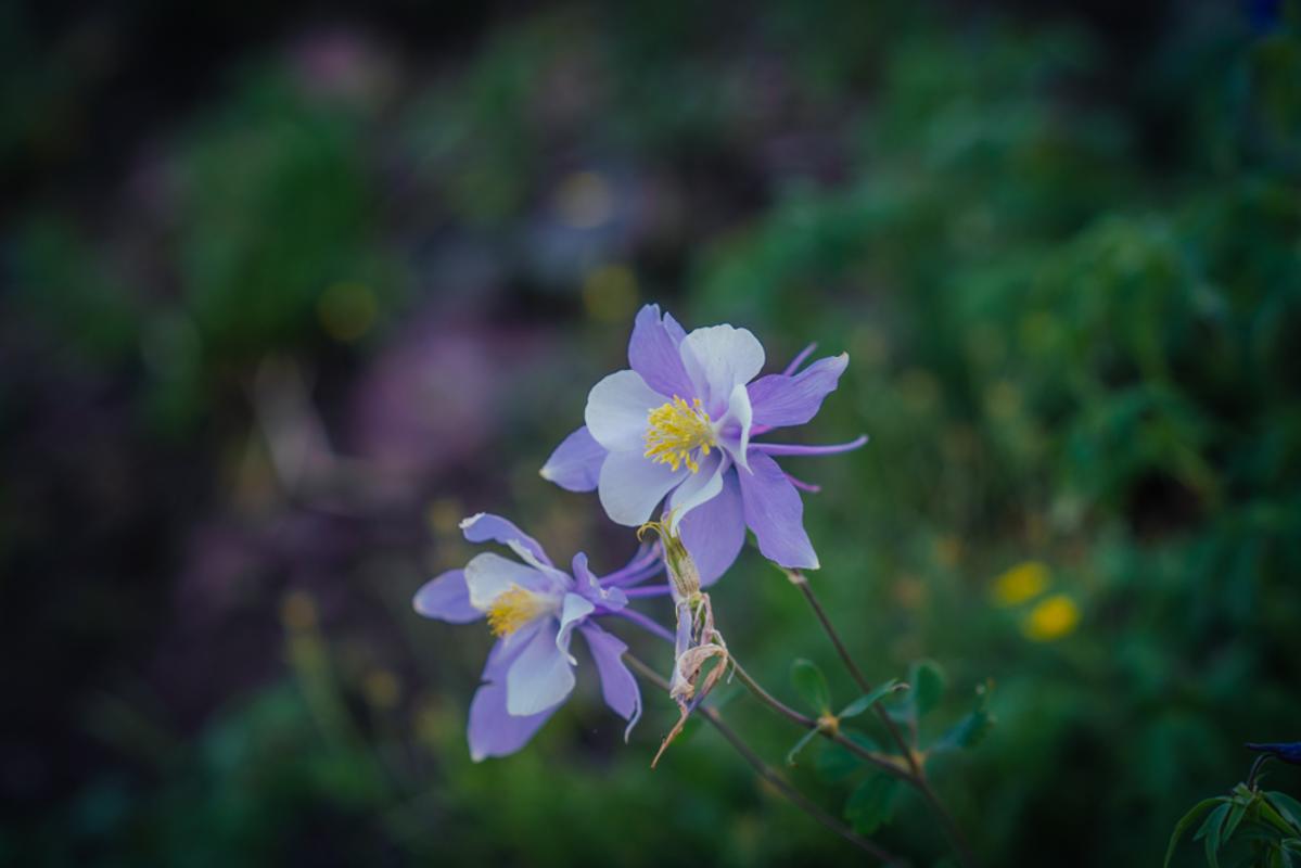 Columbine Flower