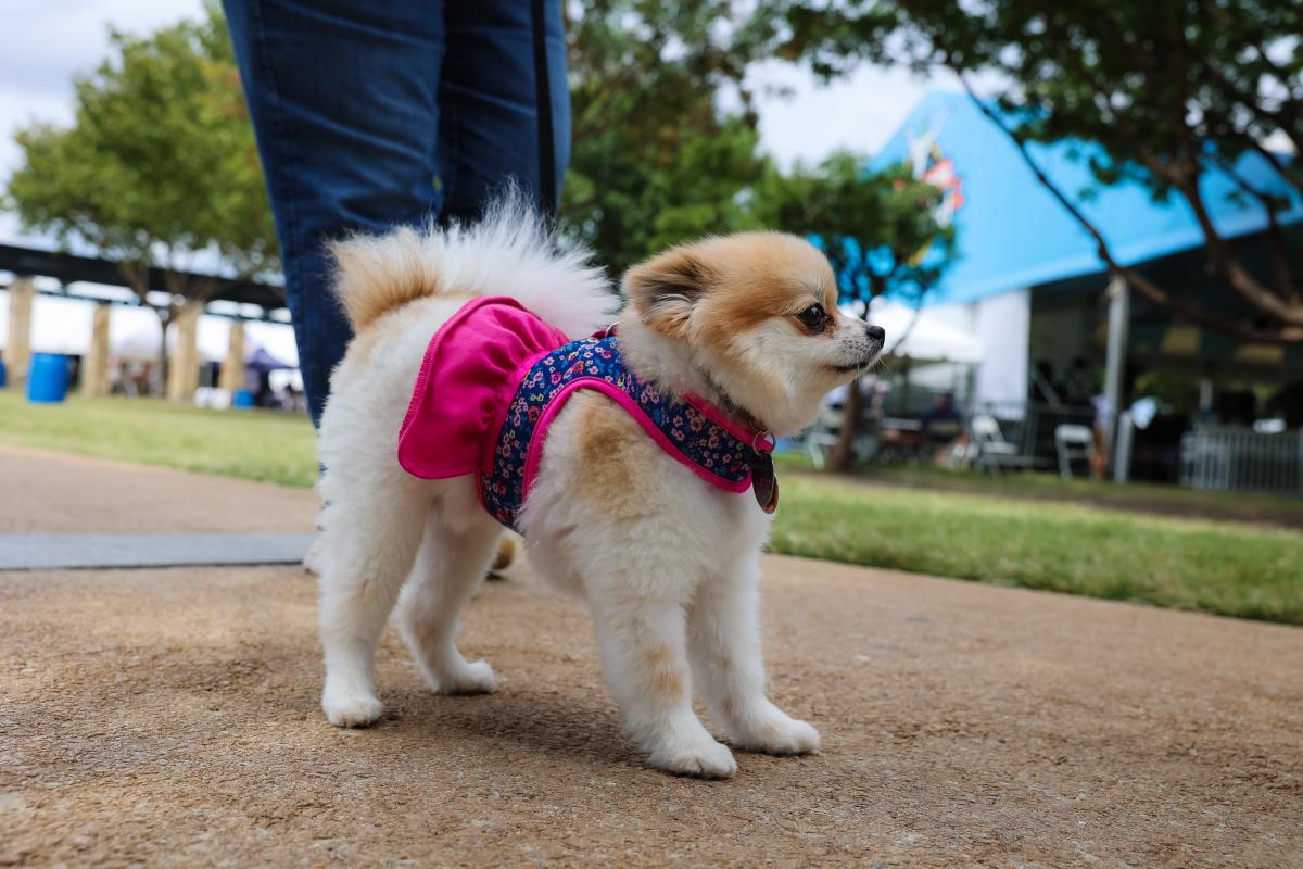 Pet Parade