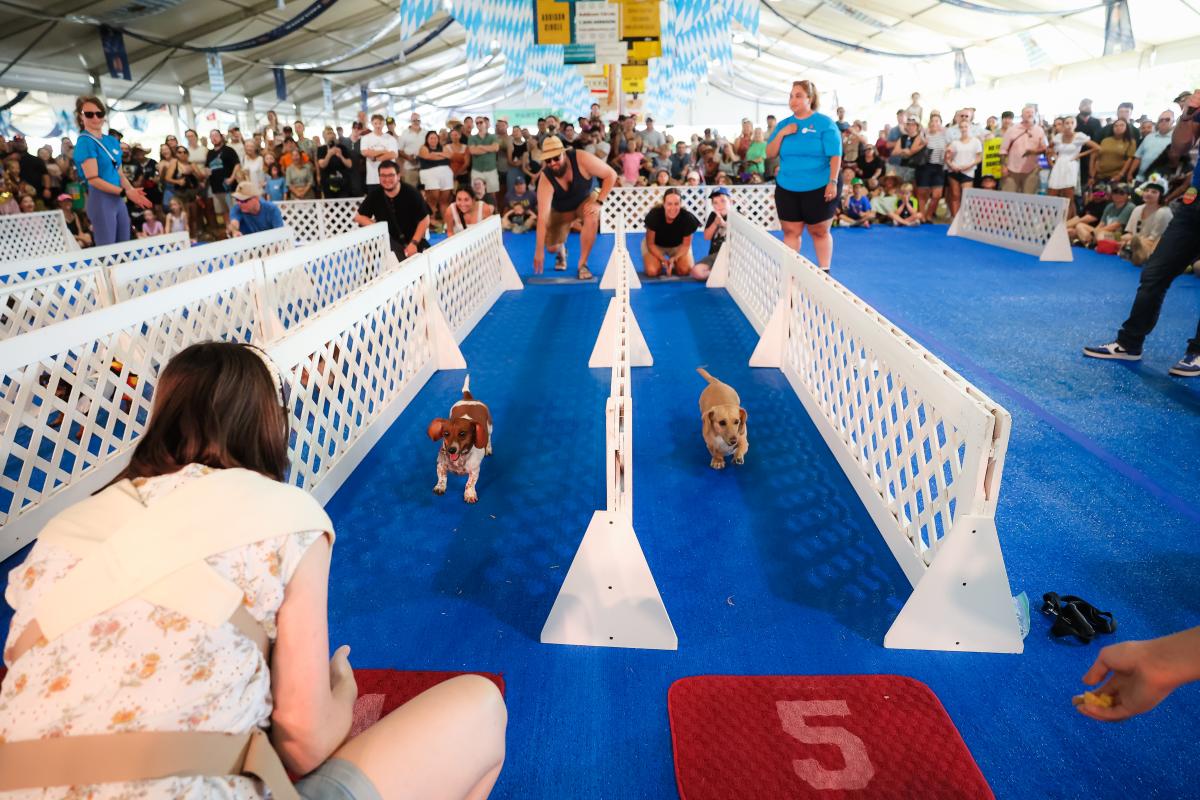 Dachshund Dash