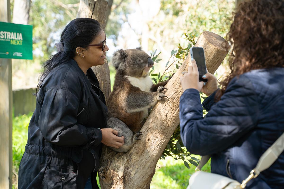 Koala holding