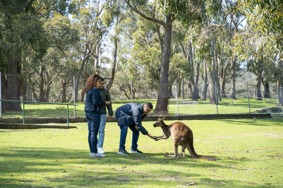 Cleland - Kangaroo