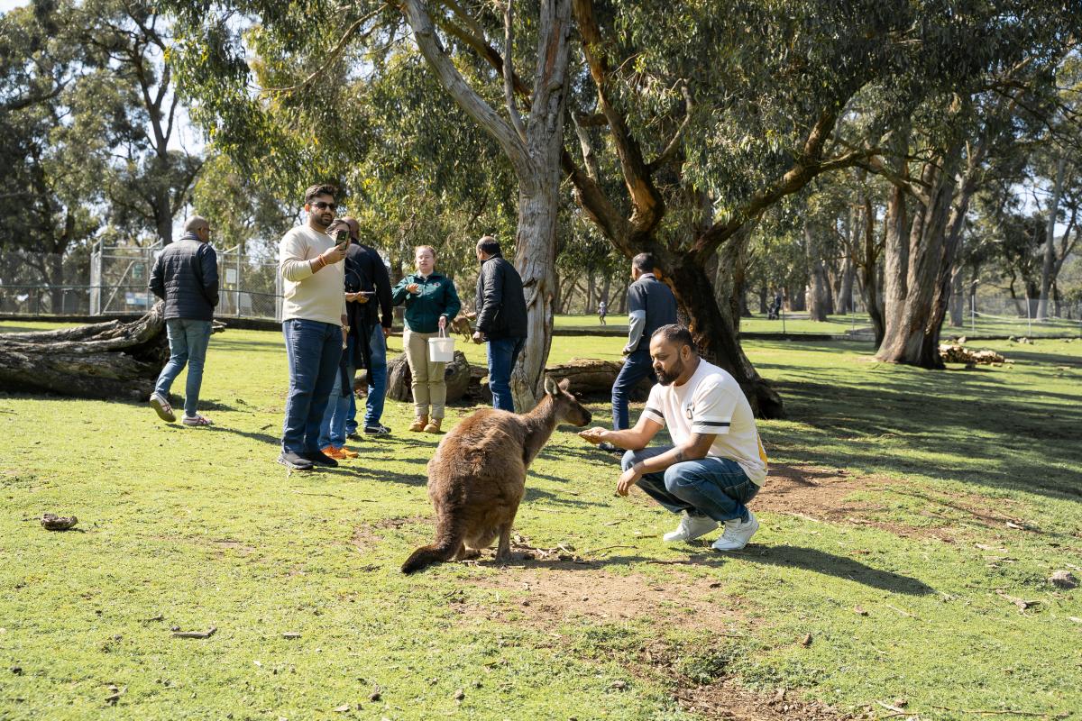 Cleland - Kangaroo