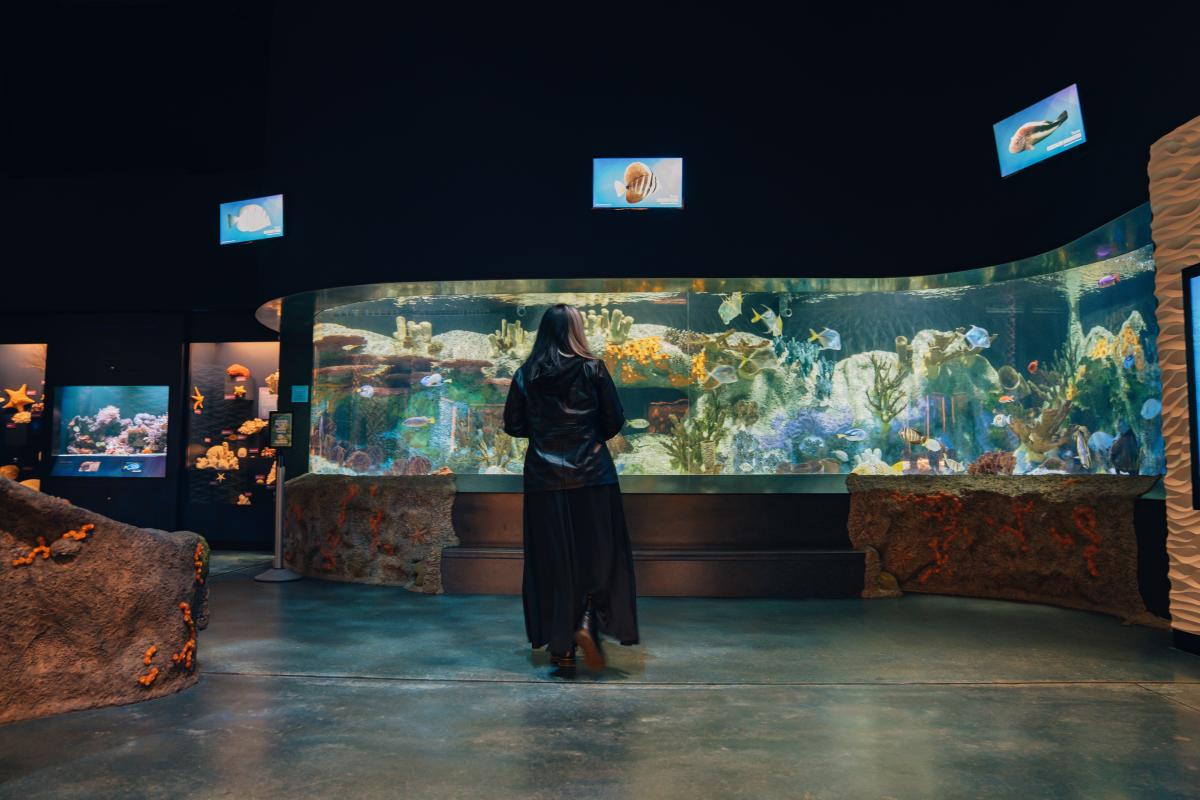 A lady taking a picture of fish inside an aquarium of tan, blue and, orange coral.