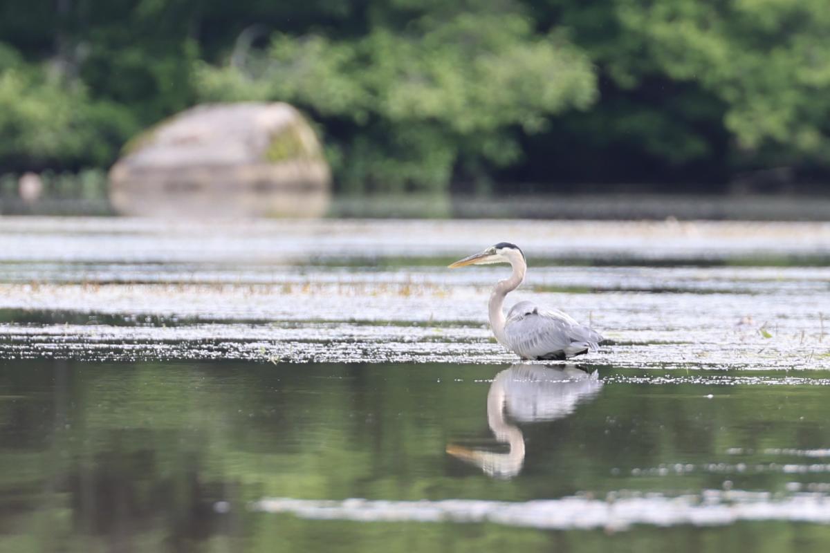 blue heron resting on the tennessee river line