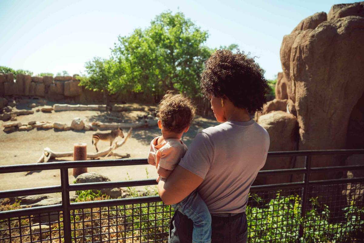 A woman holding a young boy look at a zebra at the ABQ BioPark zoo