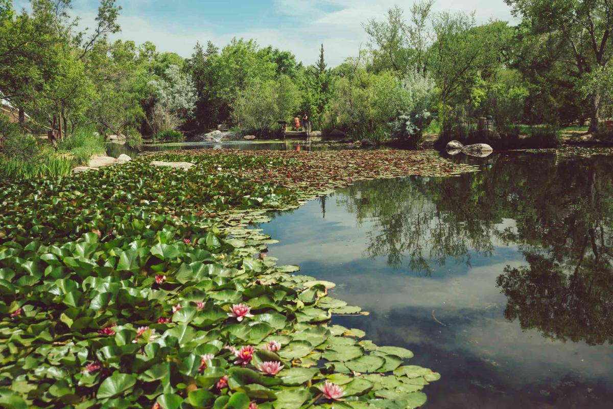 Festival green pond at the ABQ BioPark Botanic Garden