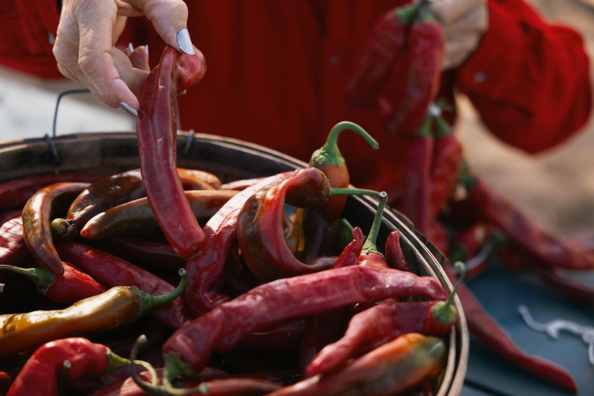 A bucket of red chiles at Big Jim Farms