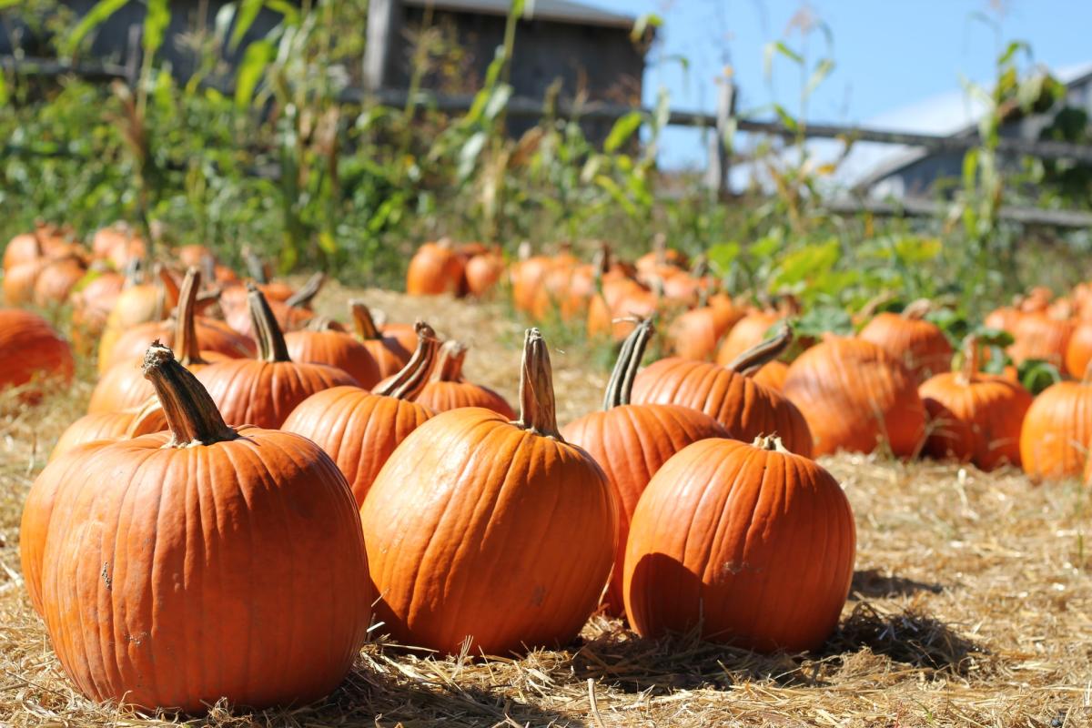 A photo of pumpkins in a pumpkin patch.