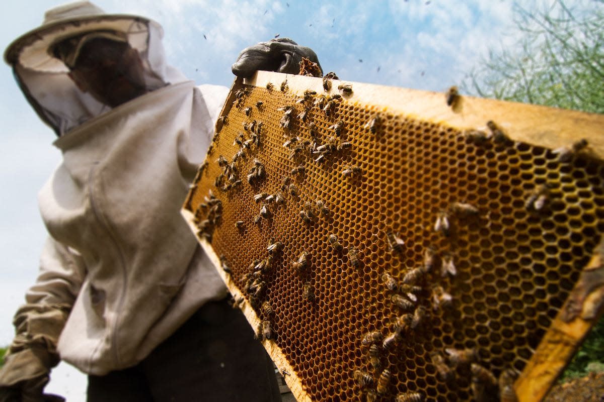 Texas Honeybee Keepers