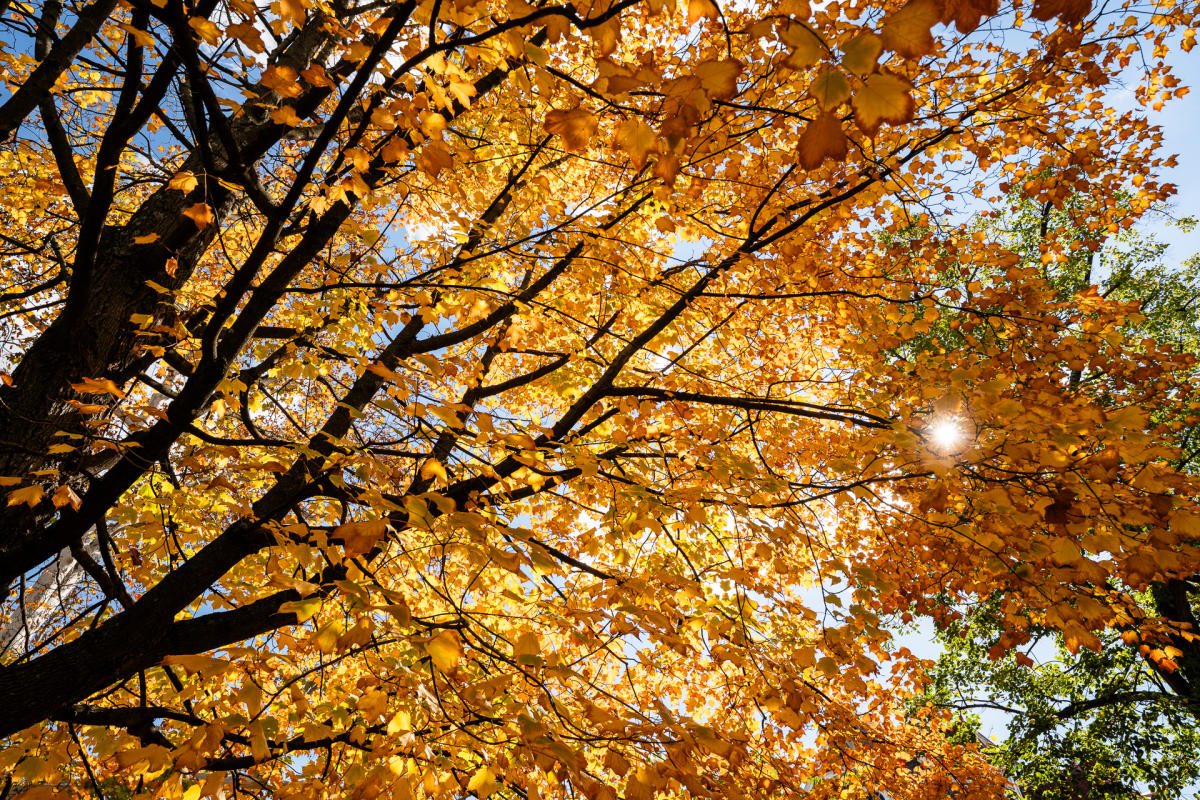 Fall Foliage Tree