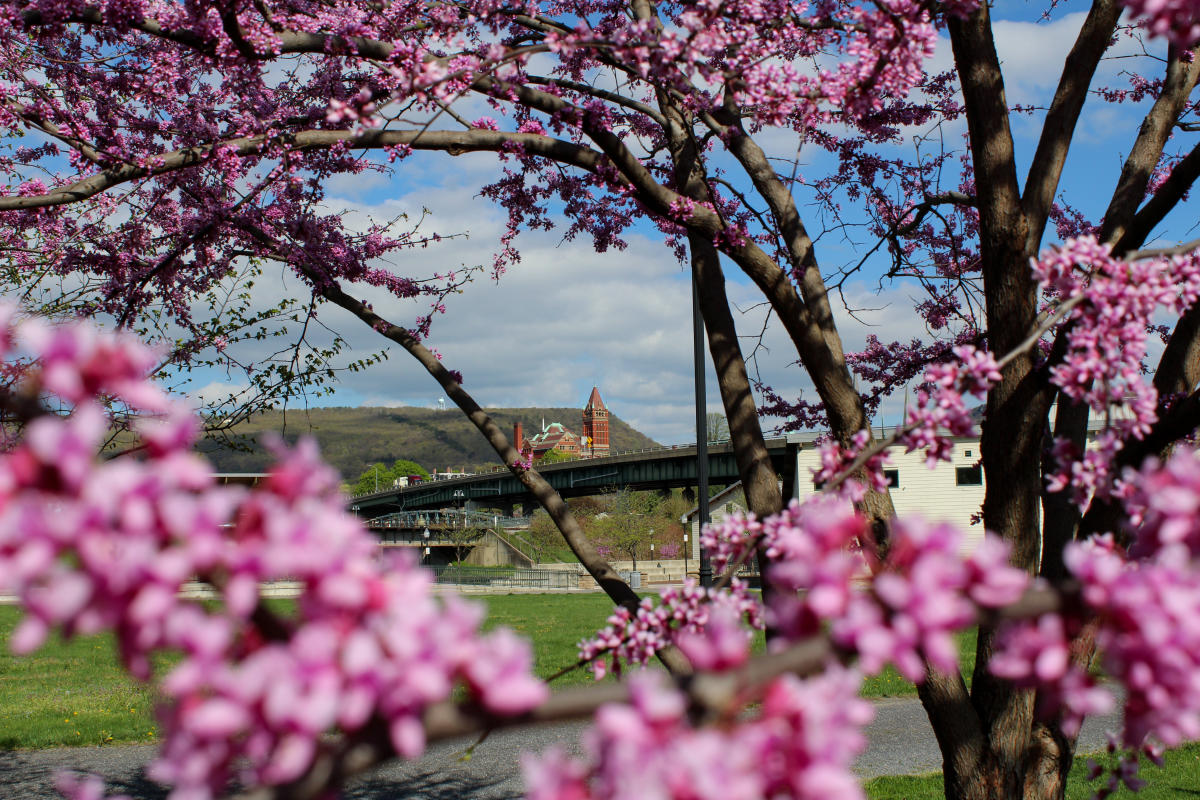 Redbud blooms