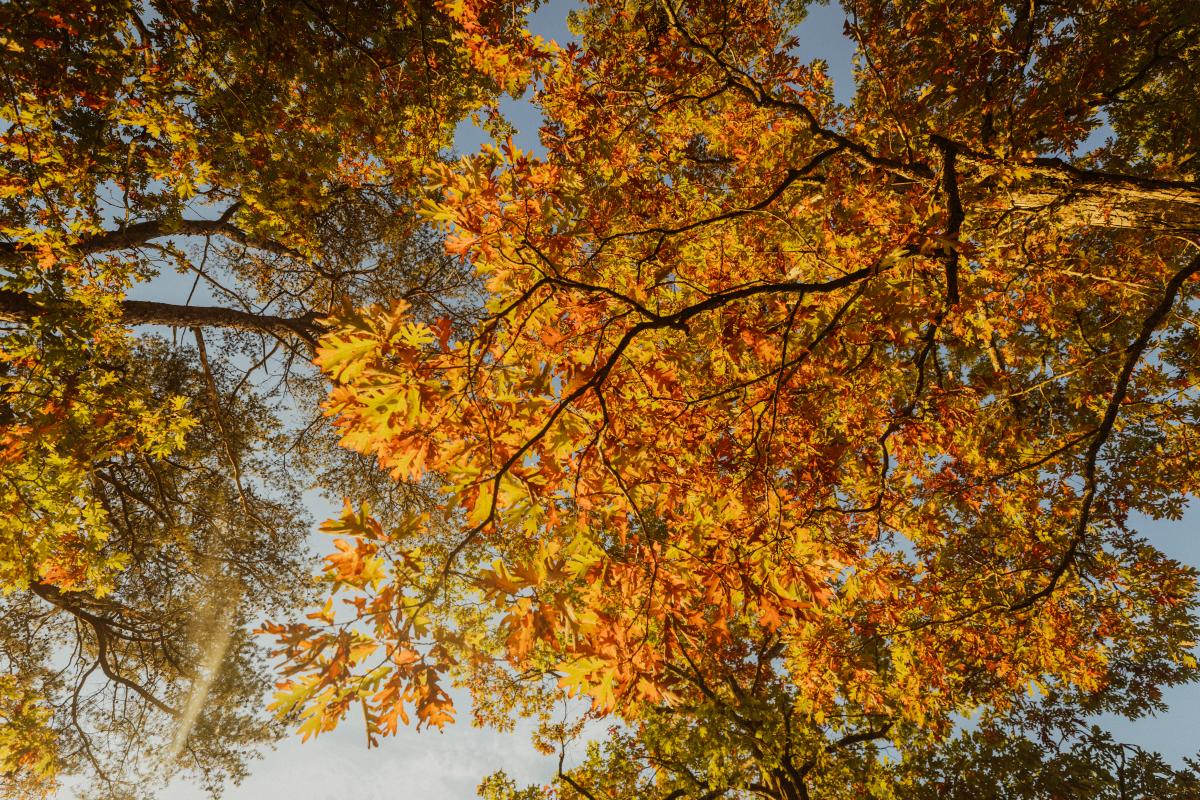 Tree Canopy - Green Ridge State Forest