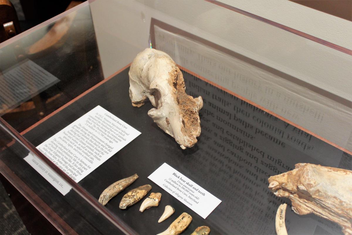 National Road Exhibit - Bone Cave Fossils - Cumberland Maryland