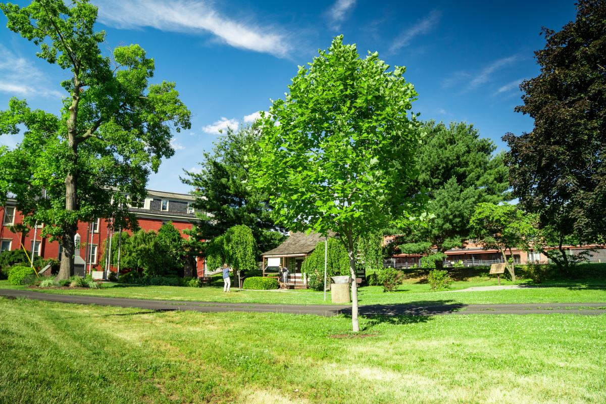 Liberty Tree growing on the grounds of George Washington's Headquarters in Cumberland, Maryland.