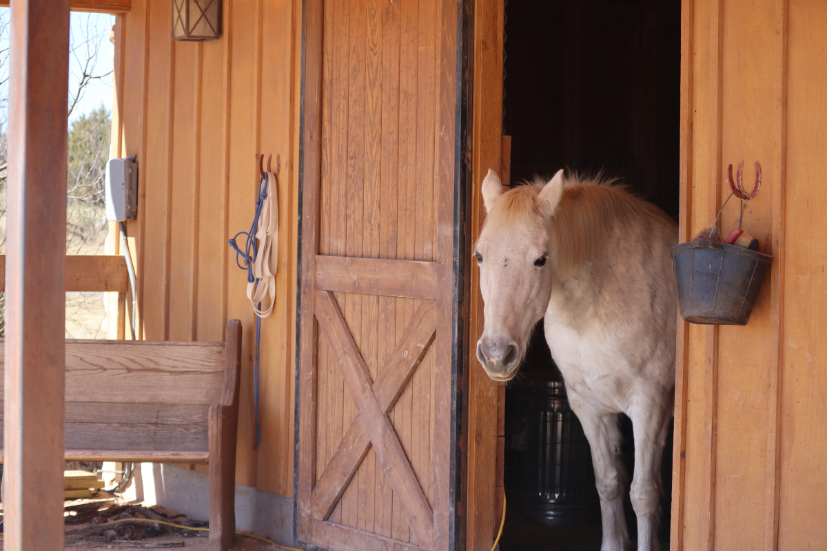 Horse at Palo Duro Creek Ranch