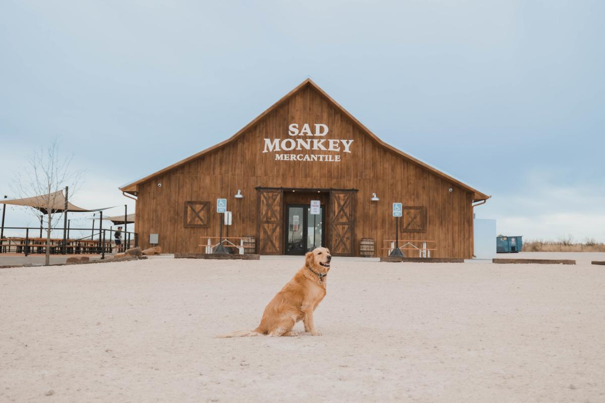 Golden Retriever posing in front of Sad Monkey Mercantile Building in Canyon, Texas