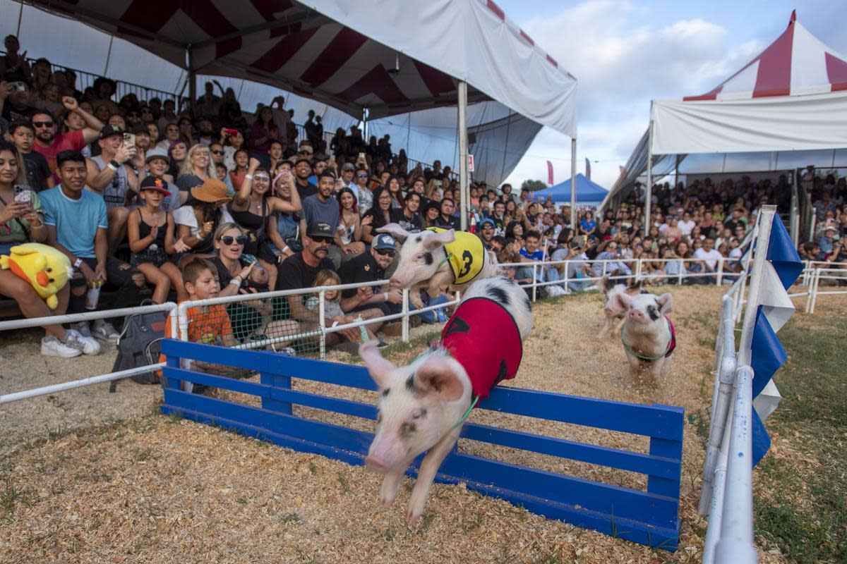 Centennial Farm Oc Fair Pig Race and petting zoo