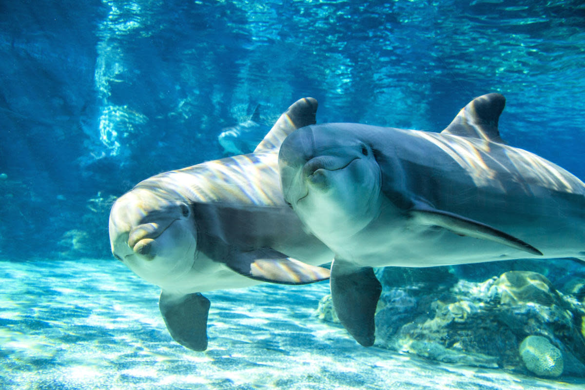 SeaWorld San Diego Dolphins