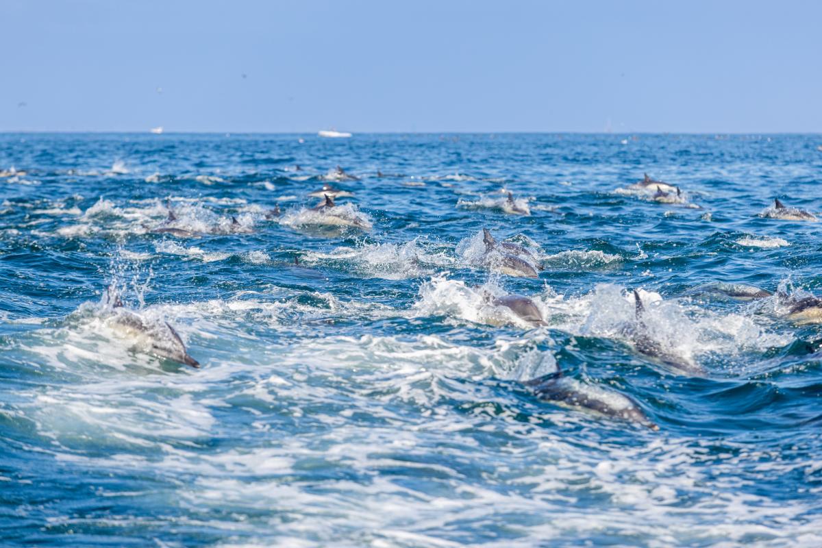 Whale Watching and Dolphin tours near Anaheim Ca, dolhin and whlae watching tours near disney