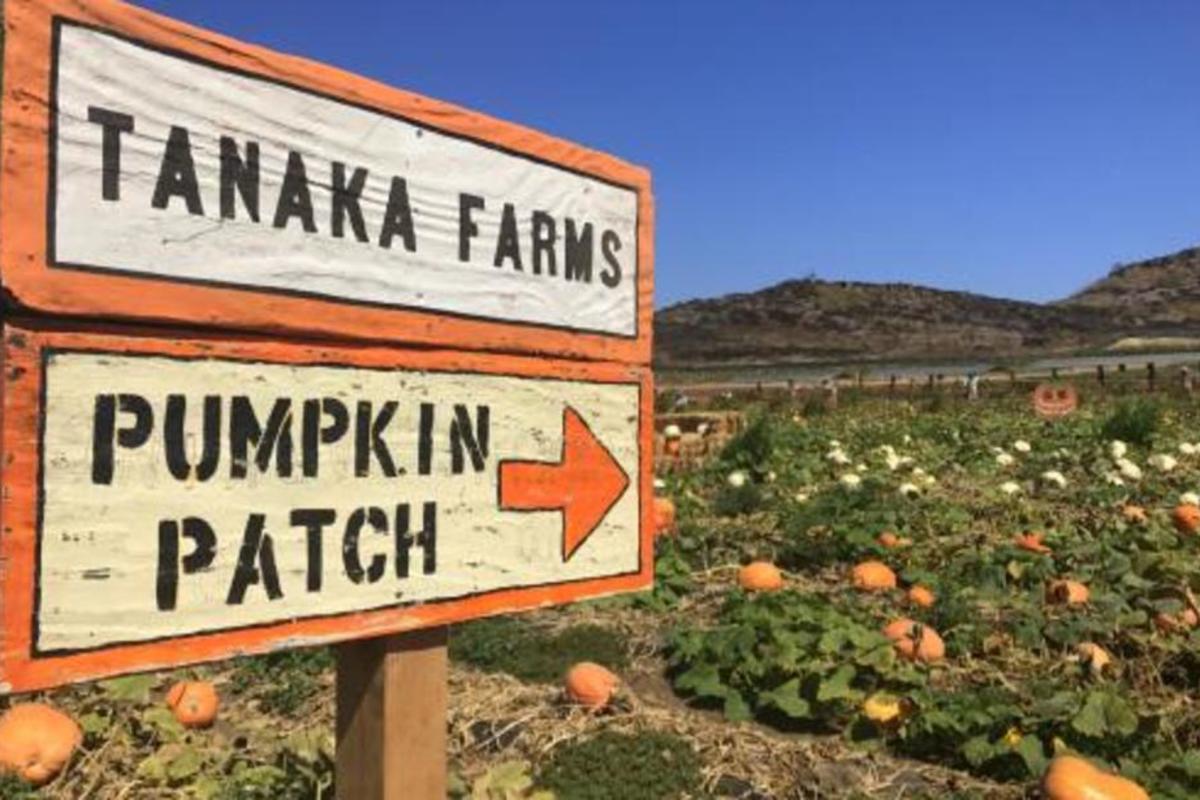 Tanaka Farms