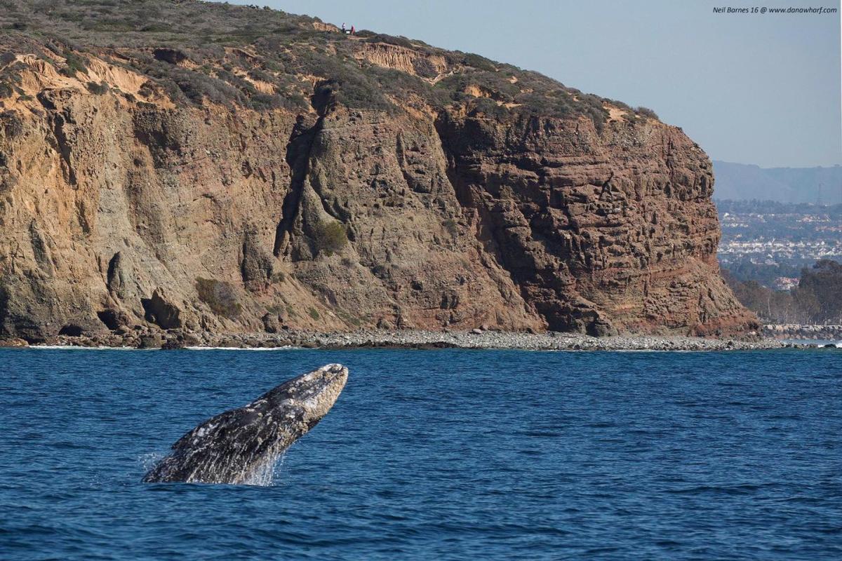 Whale Watching in Orange County, near Anaheim Beaches