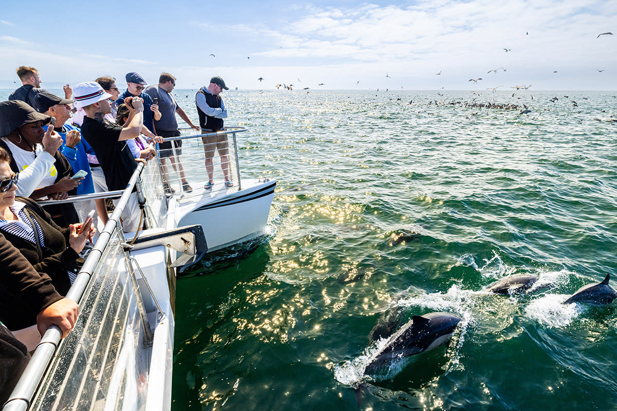 Whale Watching dolphin in Anaheim