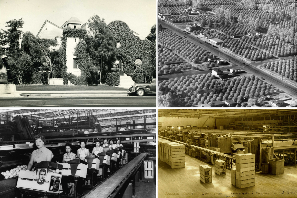 historic images of the Anaheim packing house