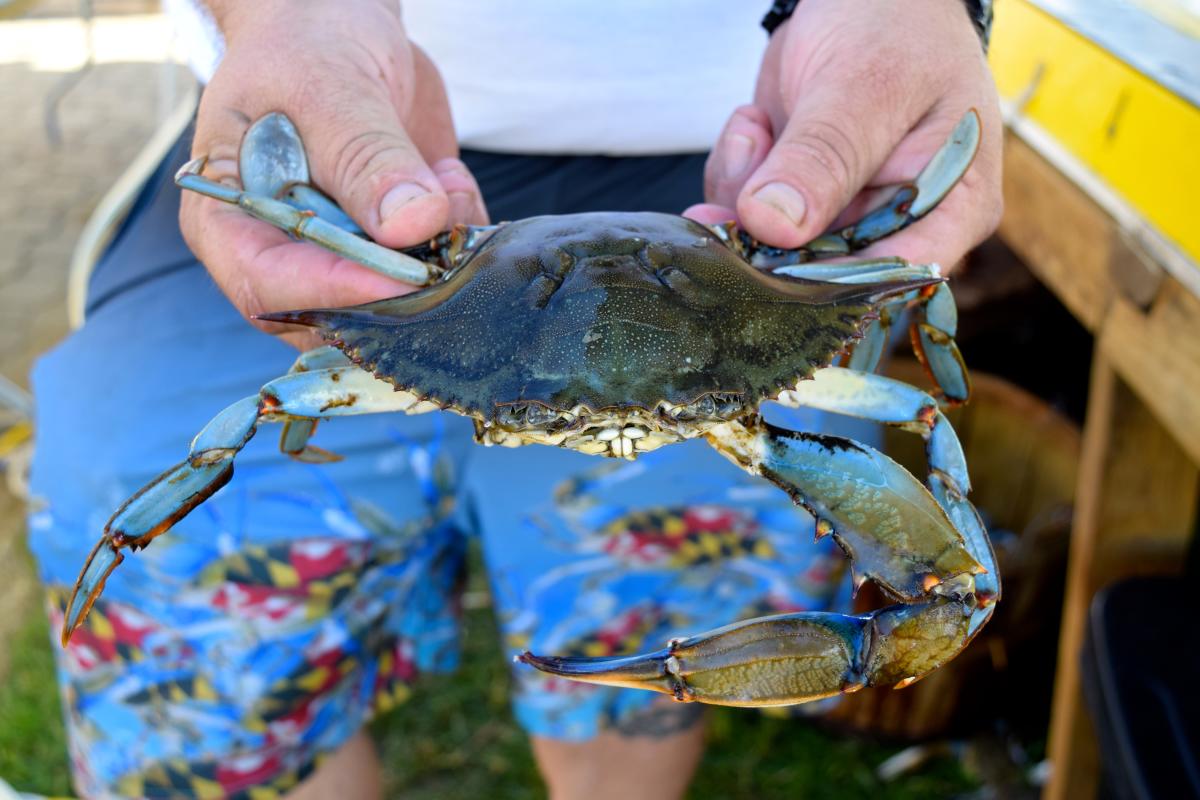 A man holds out a Maryland Blue Crab