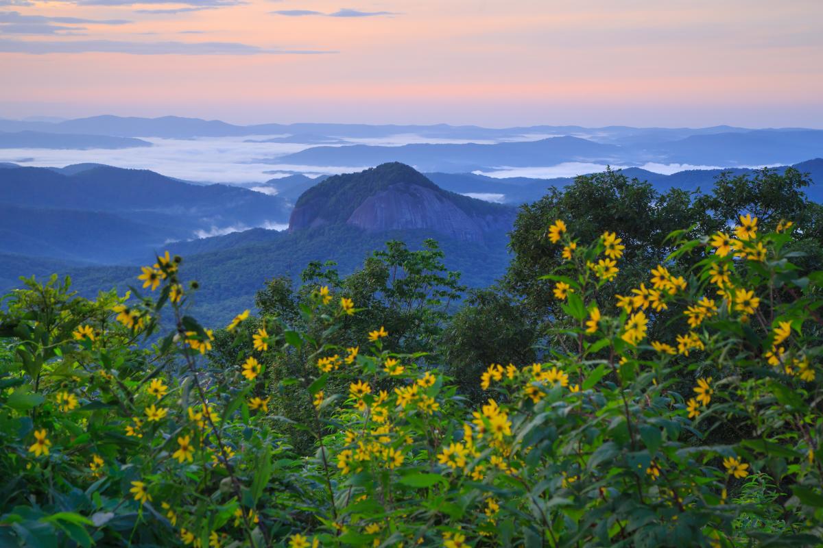 Looking Glass Rock with wildflowers