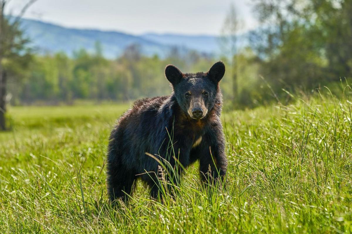 Bear in Smoky Mountain National Park