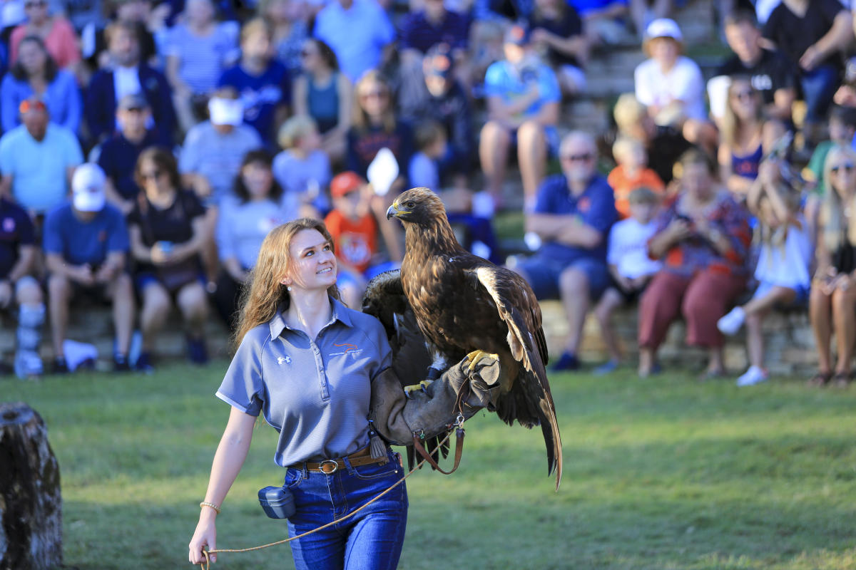Fans and feathers live bird show in Auburn.
