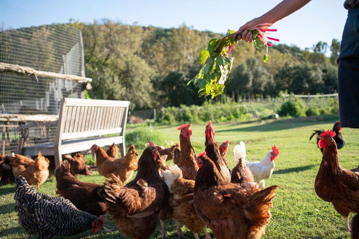 Image of a group of chickens getting handed leafy greens to eat.