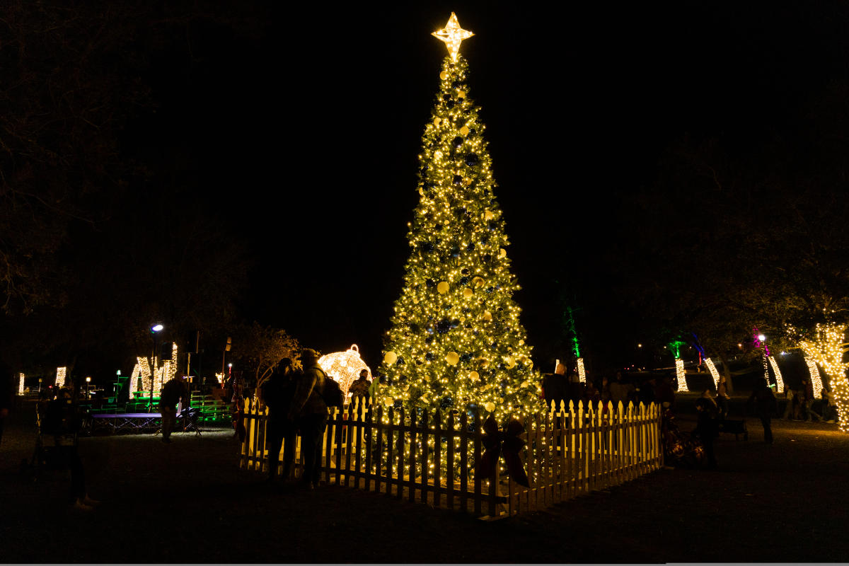 Lighted Christmas tree in Fisherman's Park