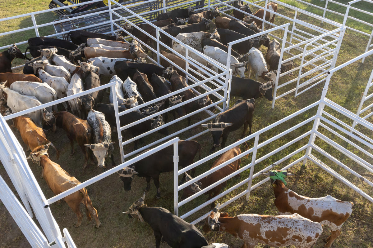 Cows at the Rodeo Arena at Mayfest Park in Bastrop