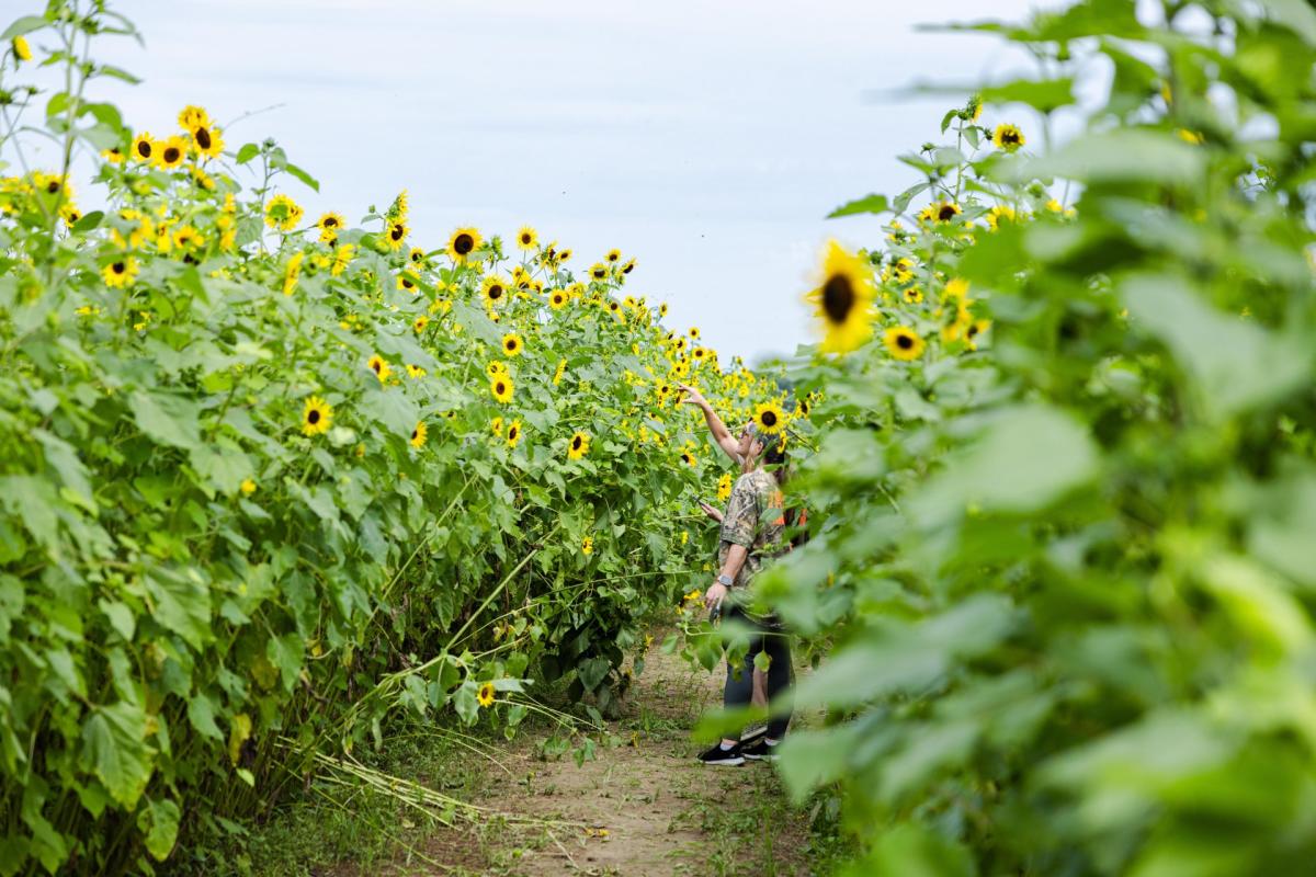 Sunflowers at Burden