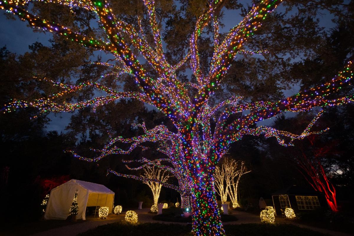 Louisiana Lights