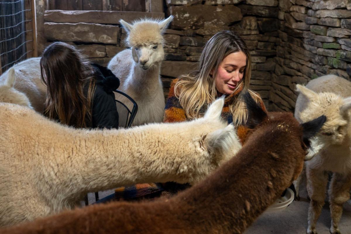 alpacas