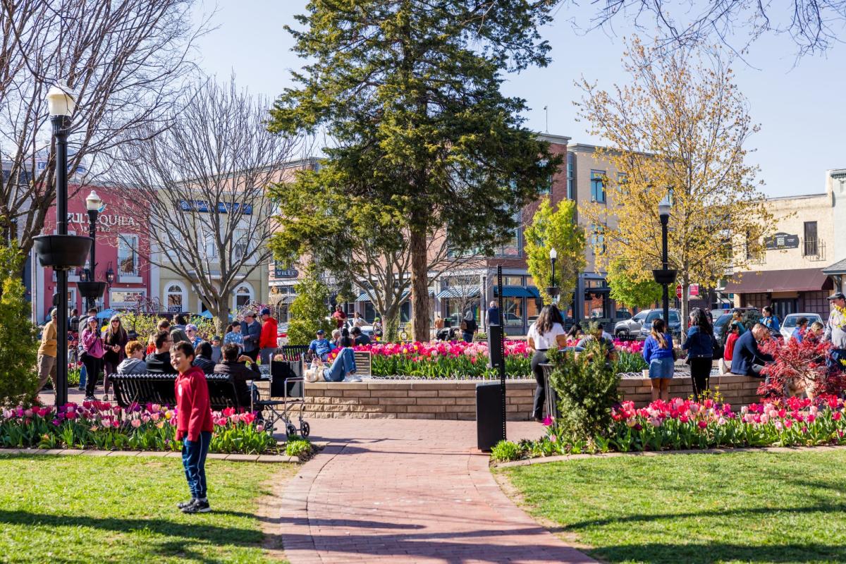 Busy outdoor scene in Bentonville town square with people enjoying a sunny day among vibrant pink tulip beds and historic storefronts.